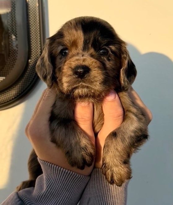 Cocker spaniel puppies 