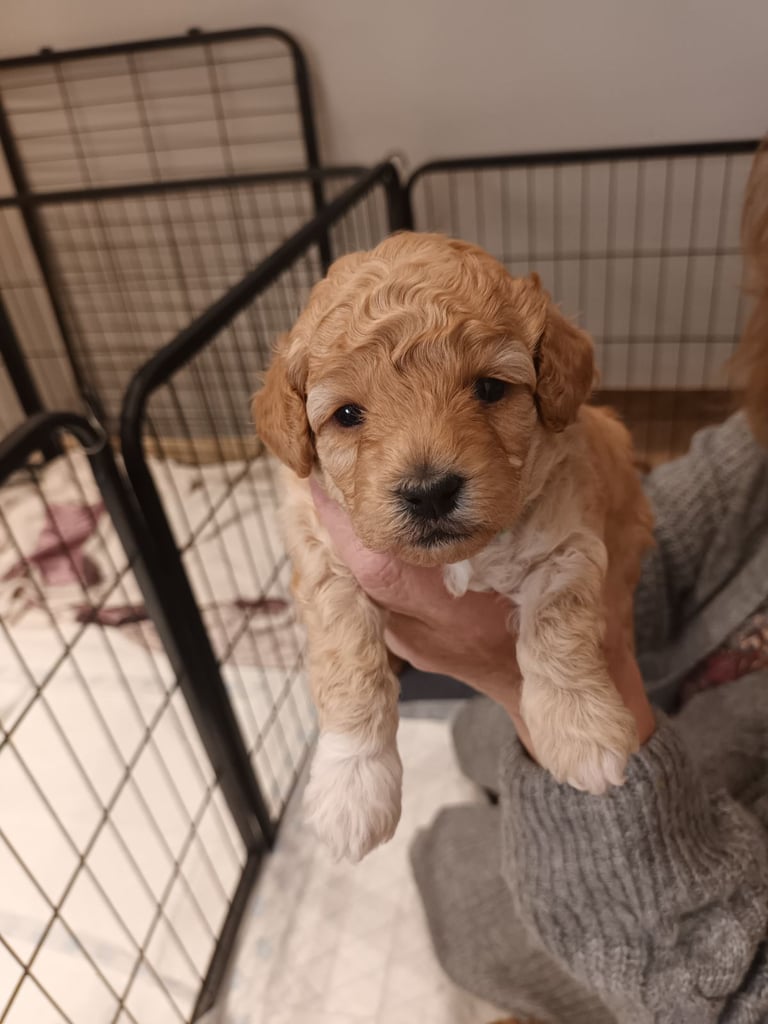 Poochon puppies 