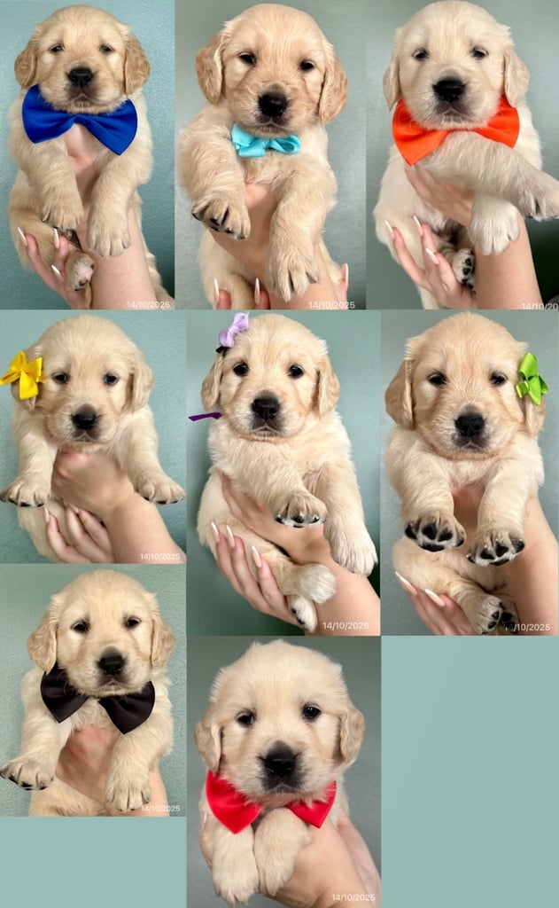 Golden Retriever puppies for sale 