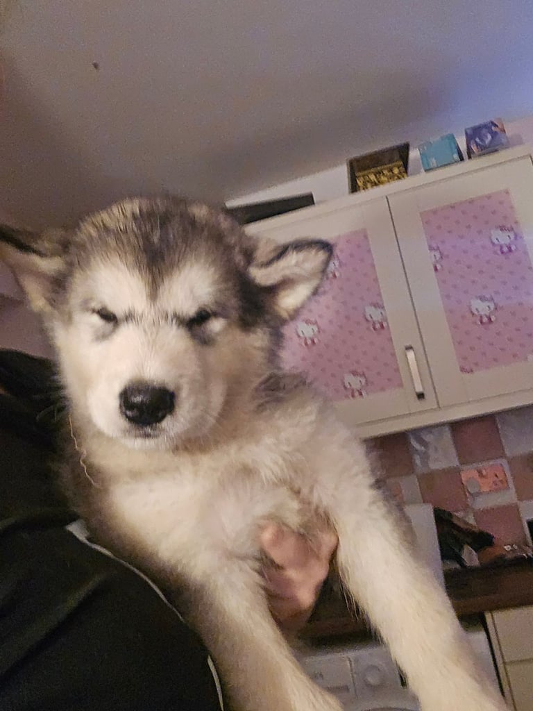 2 alaskan malamute girls ready to go now!!