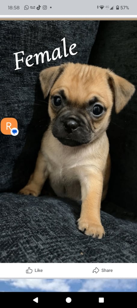 Jug puppies for sale