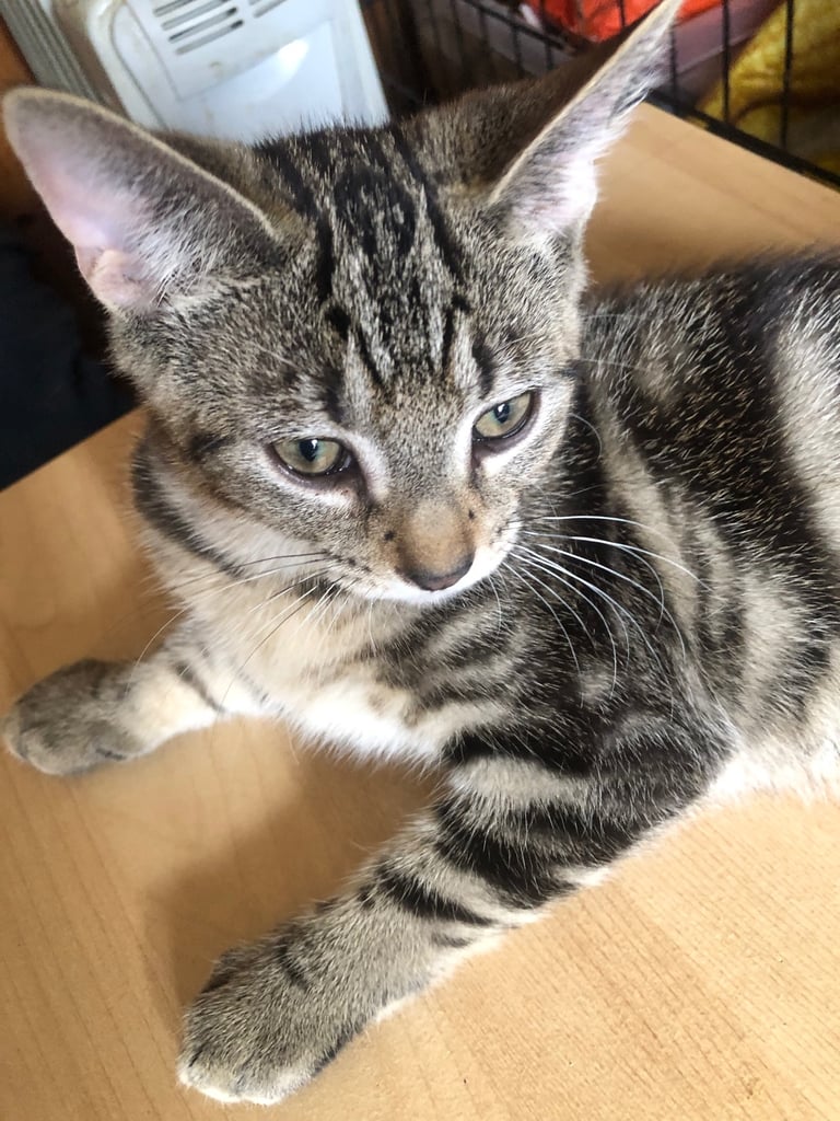 Bengal cross kitten male 
