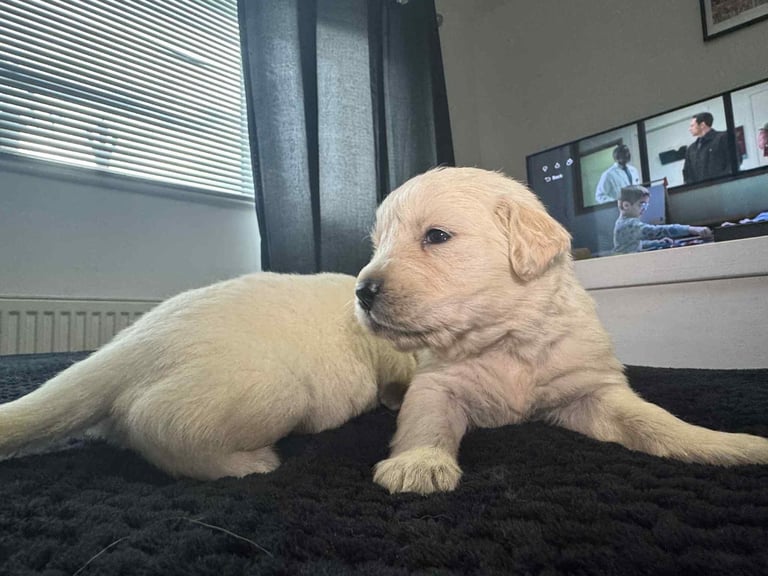 3 Golden Retriver Puppy’s 