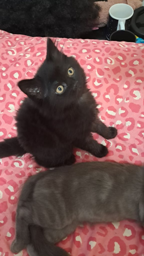 4 kittens for sale  3 black one grey the is british shorthair mixed 