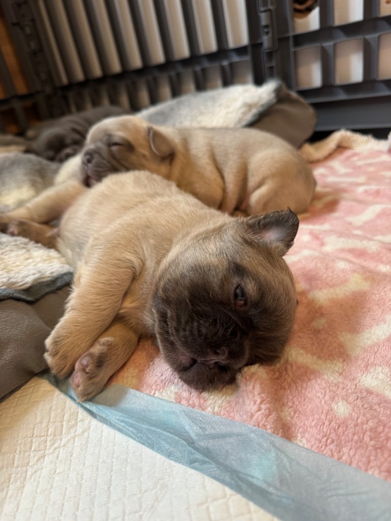 French Bulldog Puppies for Sale – Ready 8th December