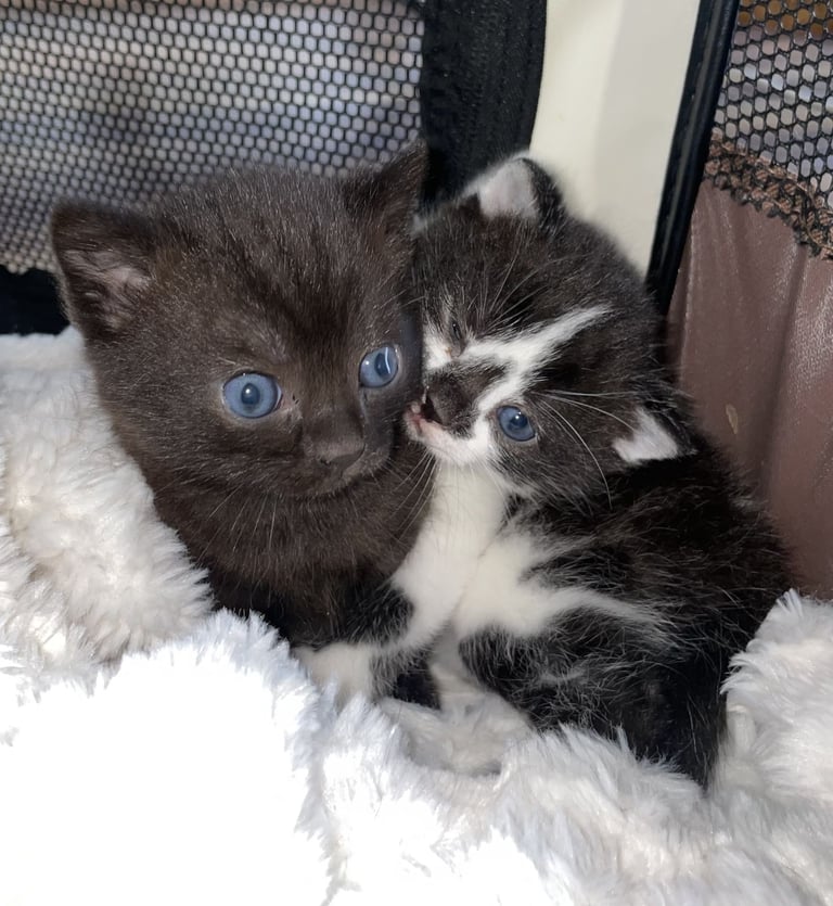 GORGEOUS TWIN KITTENS. PART BENGAL