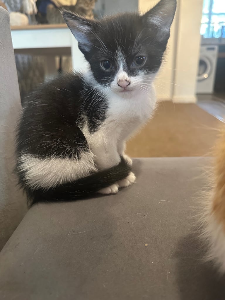Kittens 