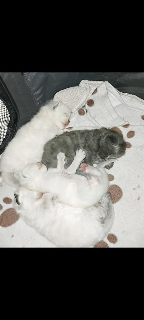 Ragdoll kittens 9 weeks