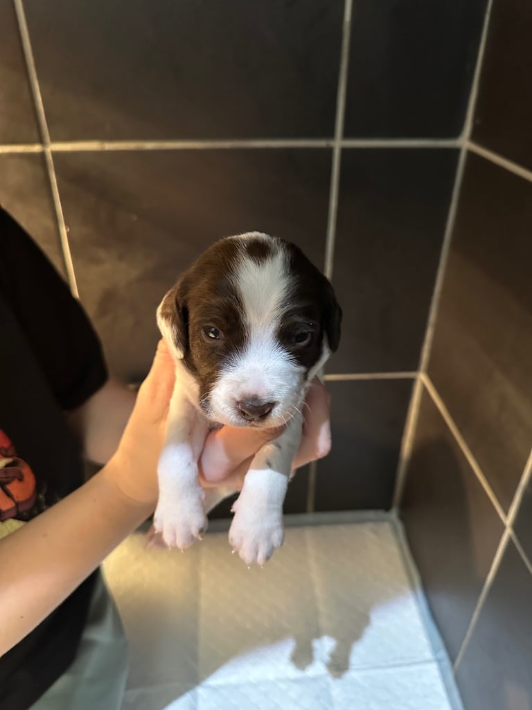 image for Sprollie puppy’s 