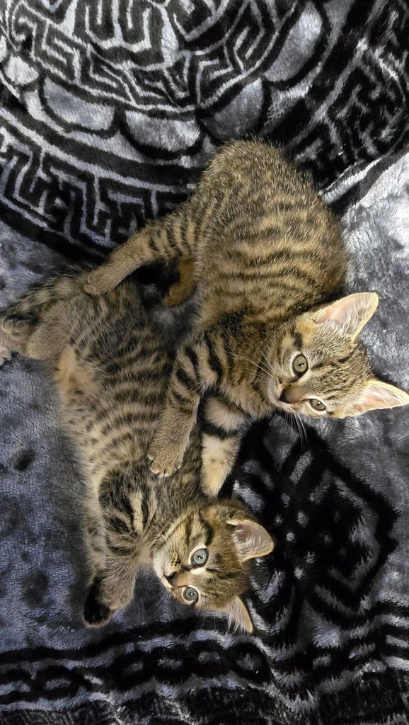 Kittens