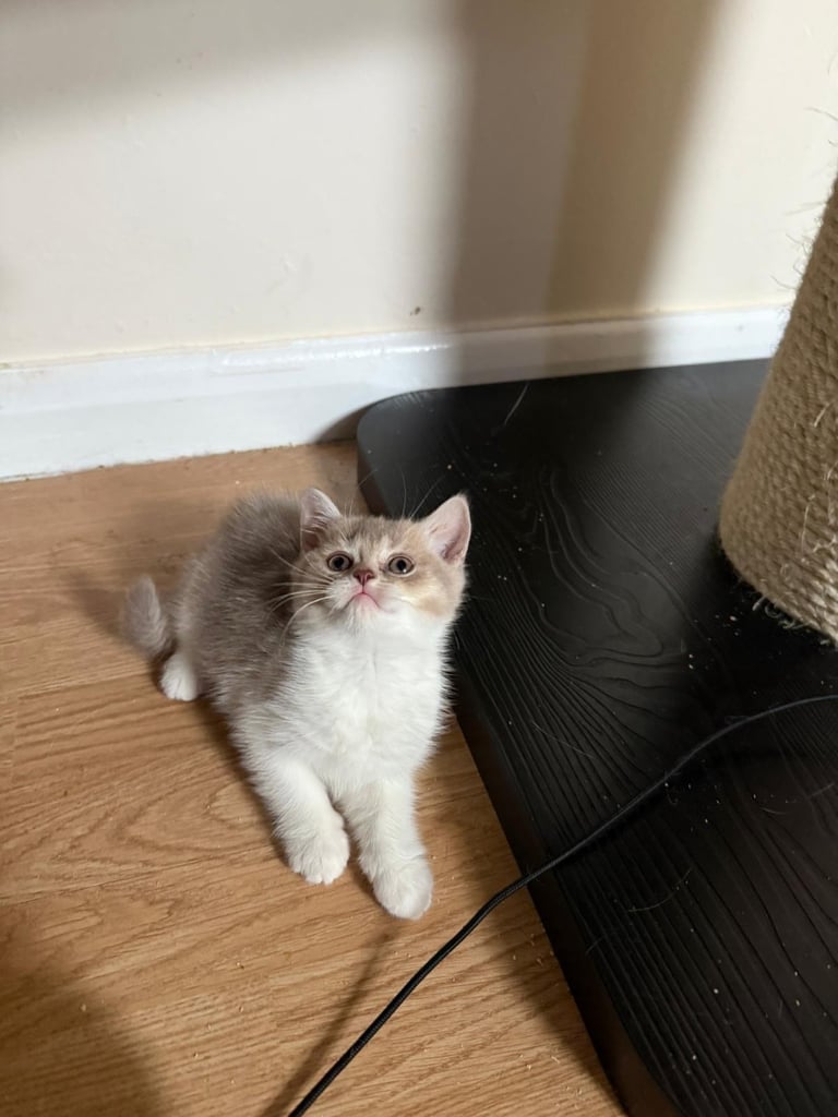 2 beautiful Bsh kittens 
