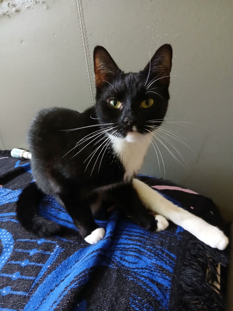 2 year old black and white female cat