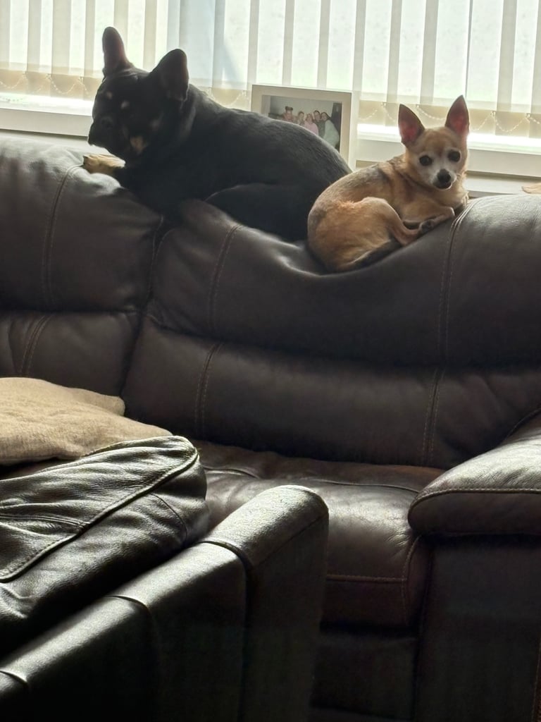 French Bulldog