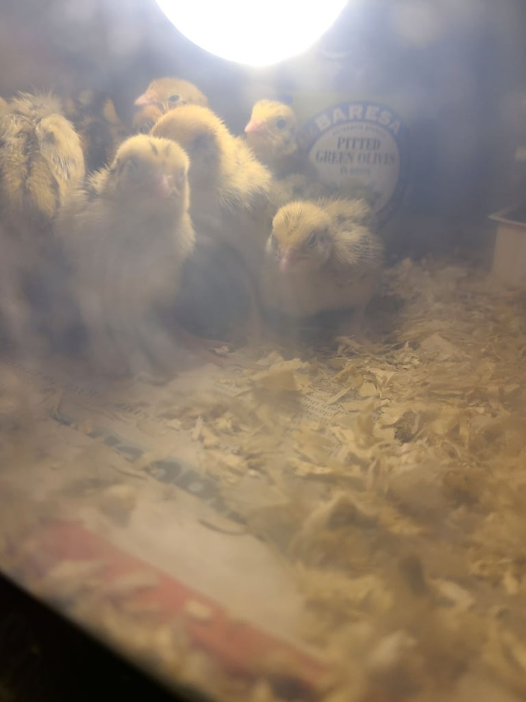 image for From 1 week old to adults