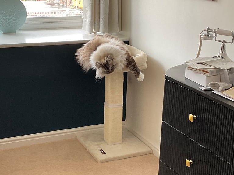 Female Adult Ragdoll for Rehoming