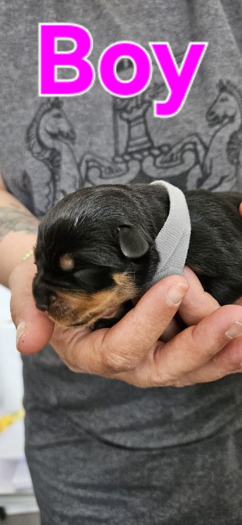 Rottweiler puppies