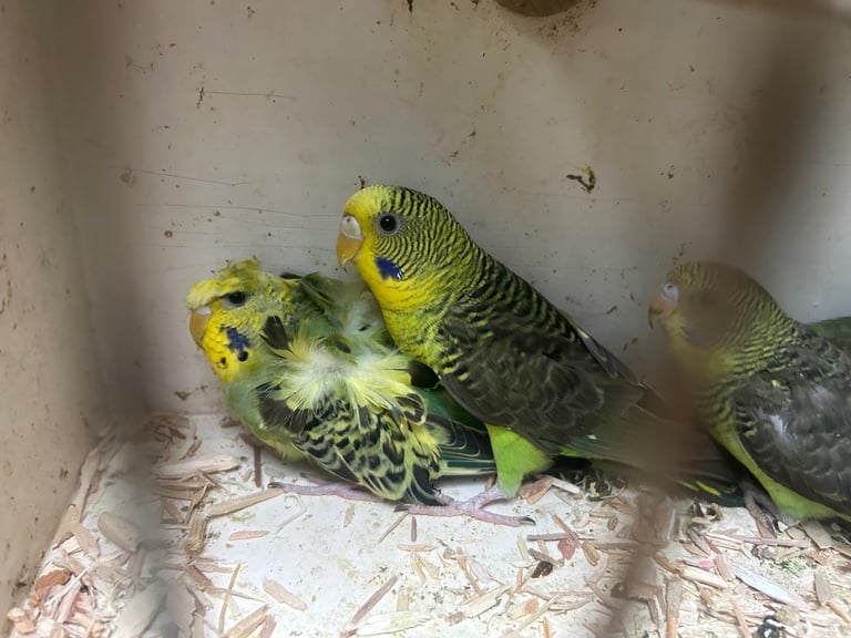 Budgies for sale, splits, all in good health