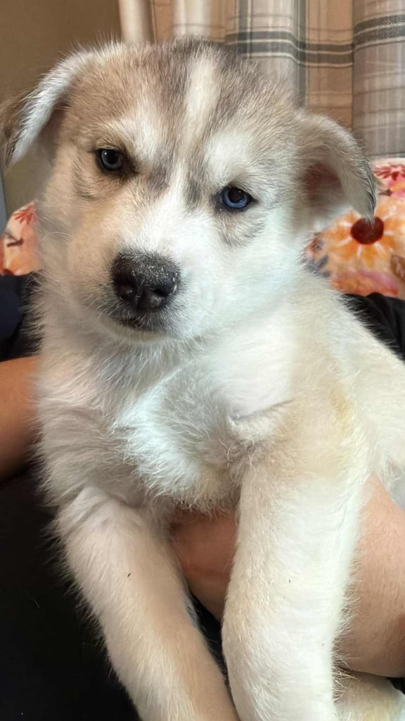 Siberian Husky Puppies 