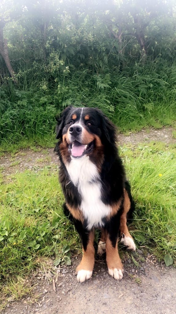 Bernese Mountain x German Shepherd 