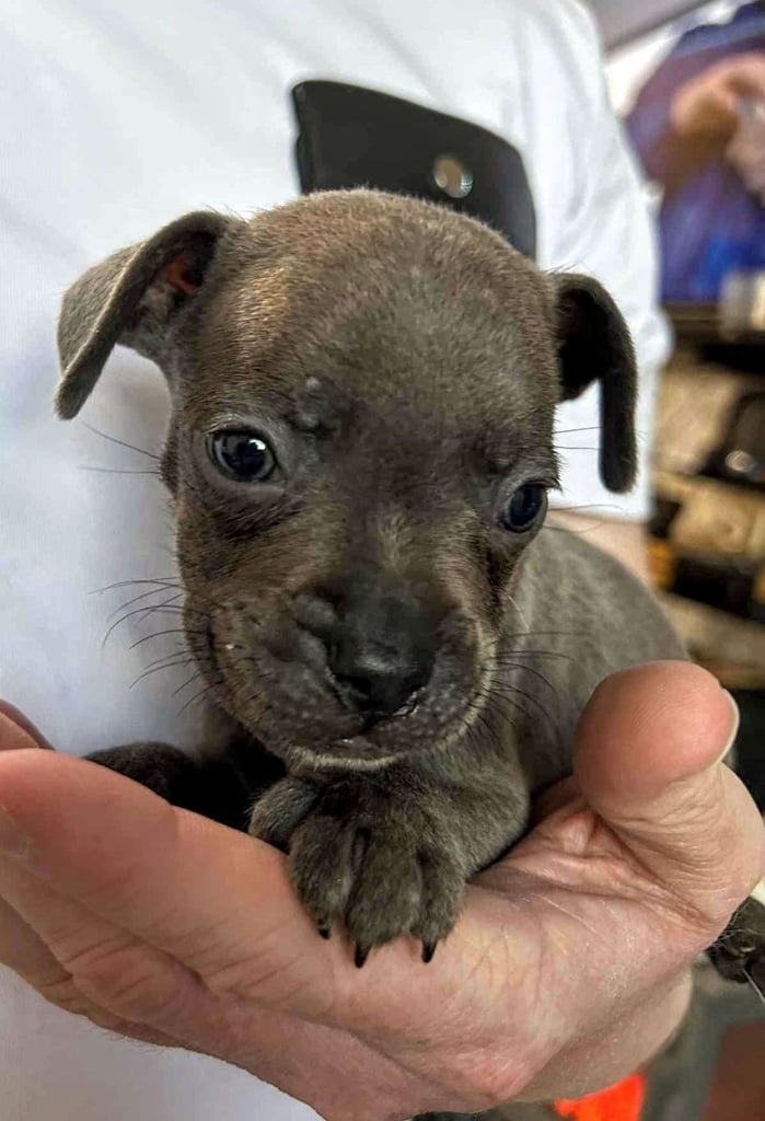 French Bulldog x Staffy - Puppies ( Price Reduced 4 LEFT )
