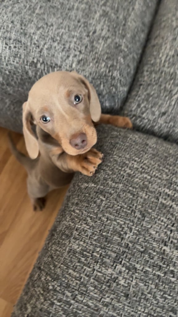 Female Miniature Dachshund 