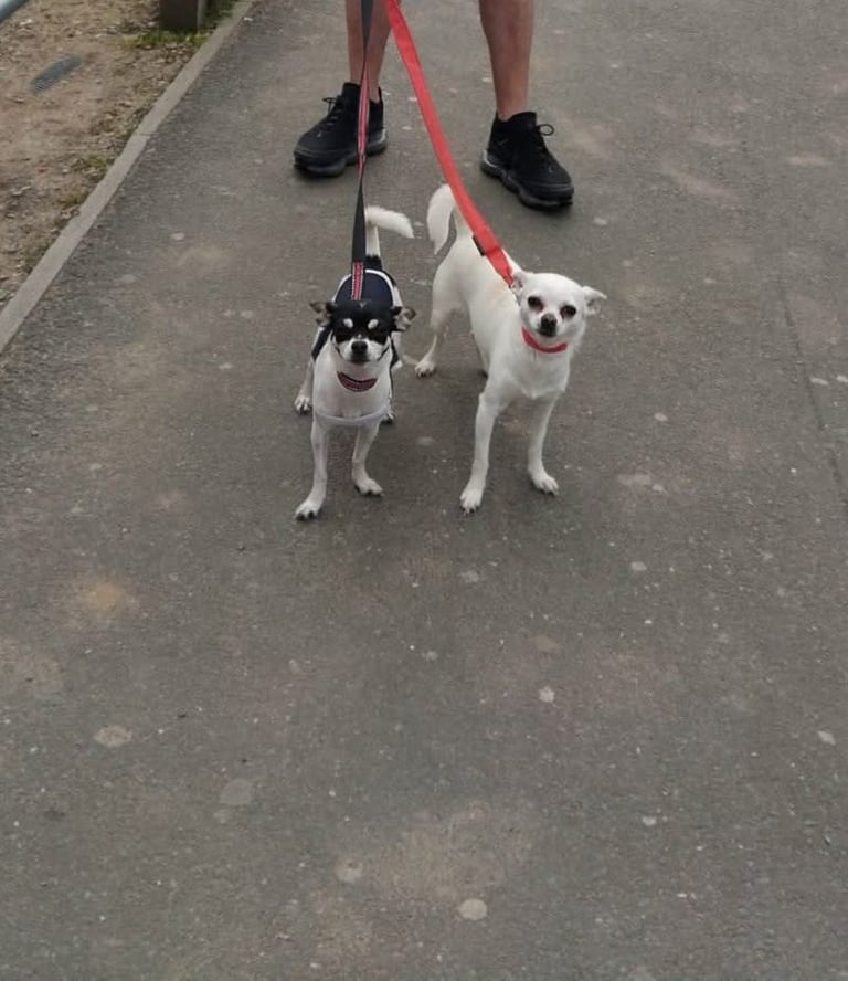 10 week old white chihuahua