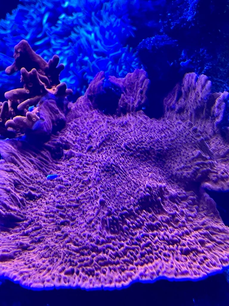 image for Montipora plate coral, red