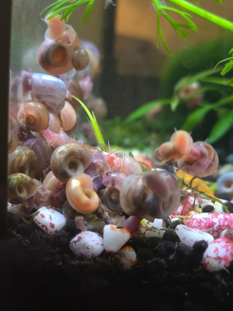 Ramshorn snails