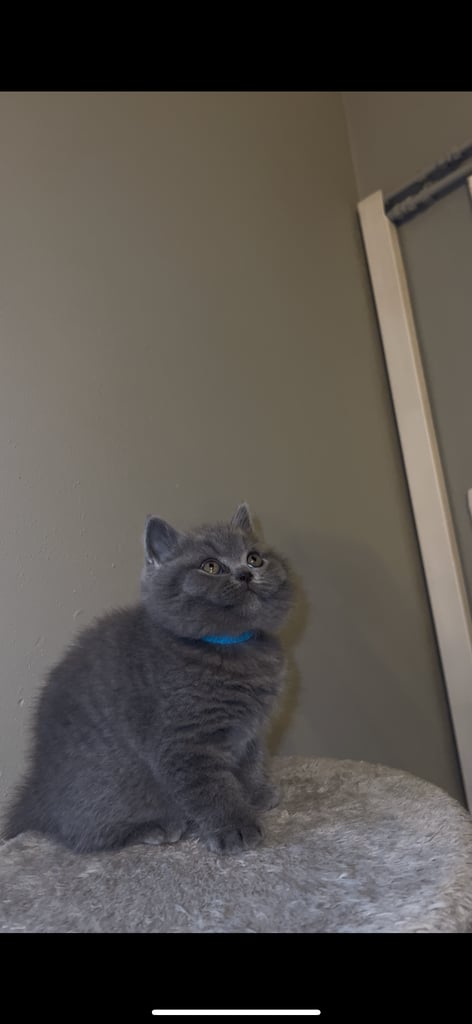 British shorthair kittens🩵
