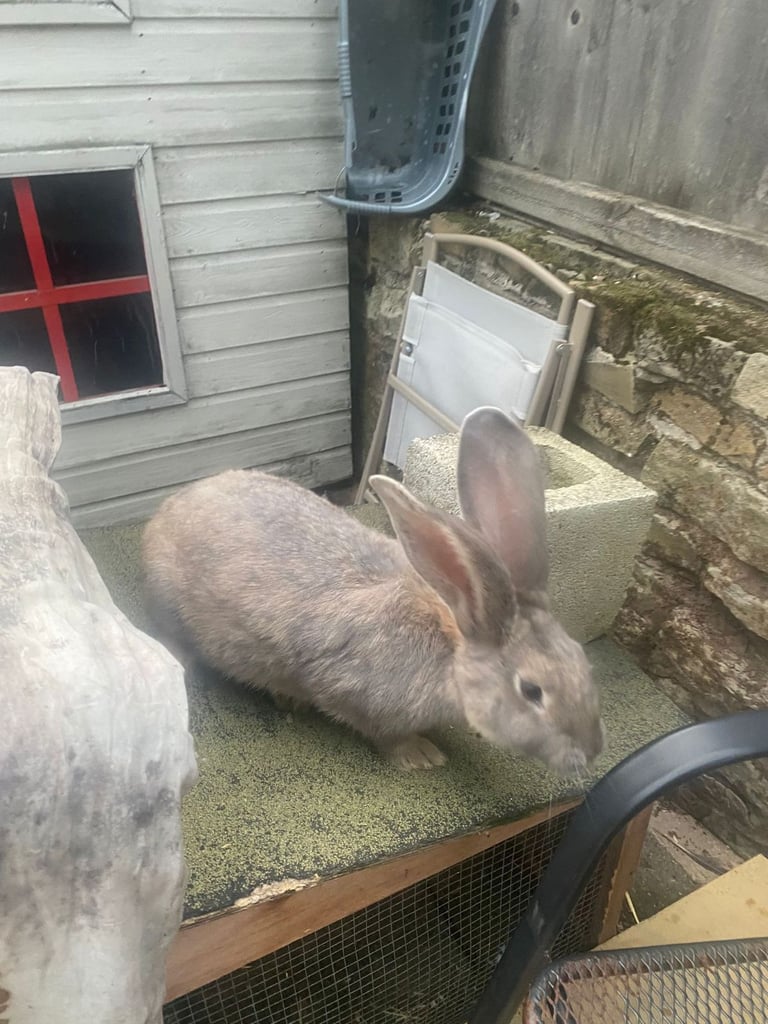 Baby continental giant rabbits