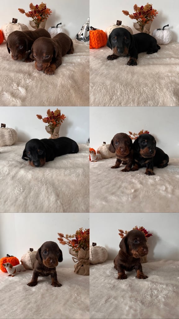 Beautiful Dachshund Male Puppies 🤎🍫 