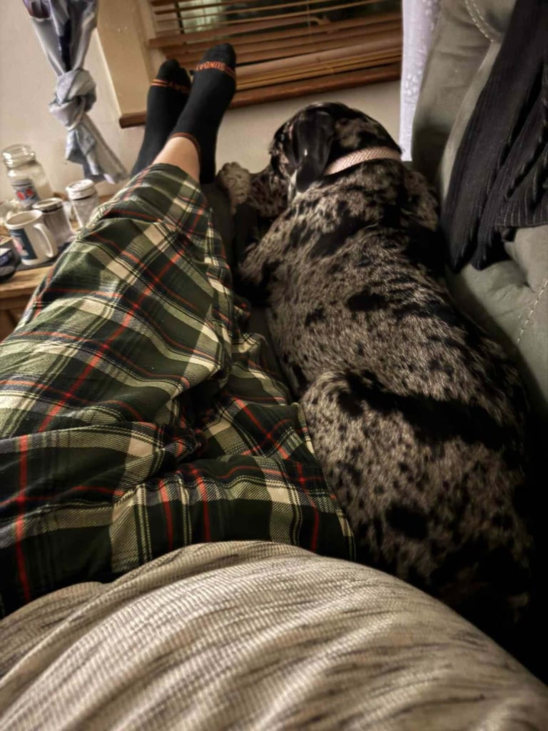 Loving dog needs rehoming