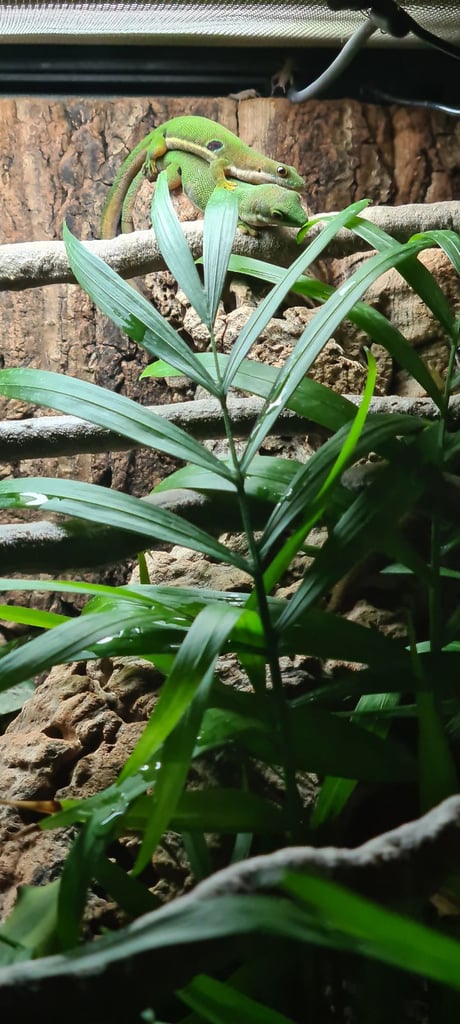 Peacock geckos SOLD waiting for more to hatch