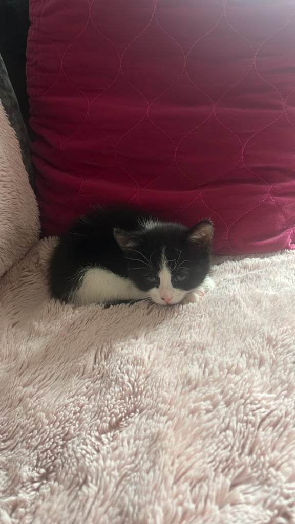 Kitten - sold pending collection 