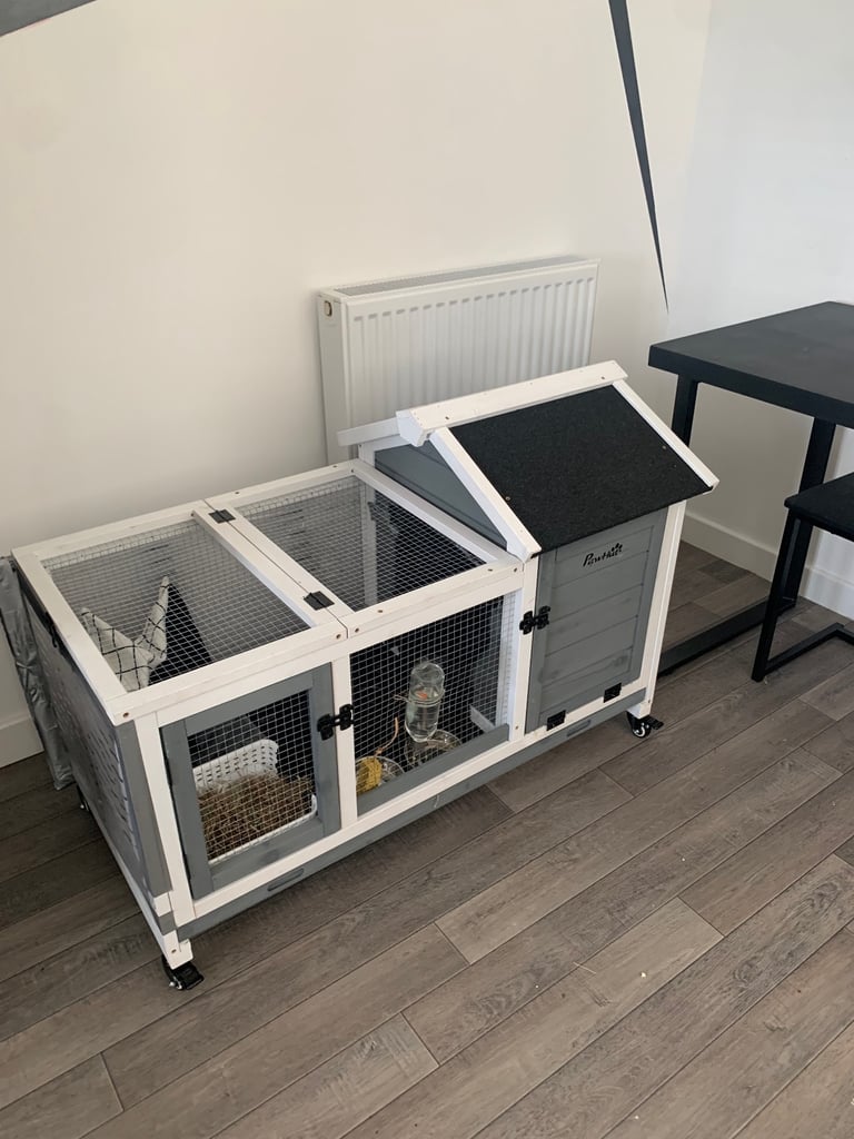 Guinea pig and brand new hutch