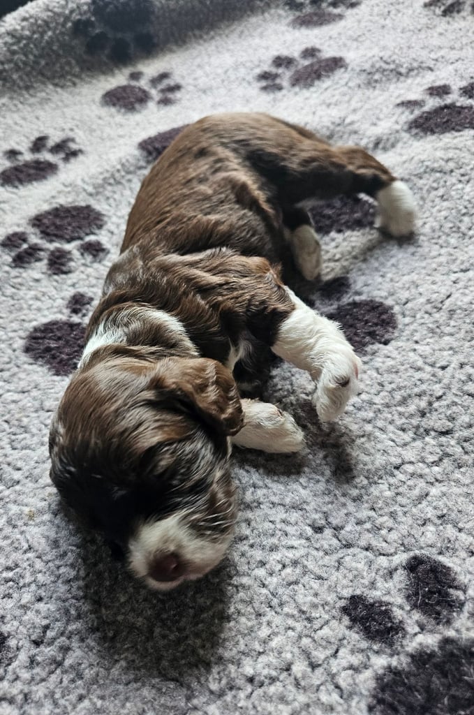 Miniature Cockerpoo Puppys