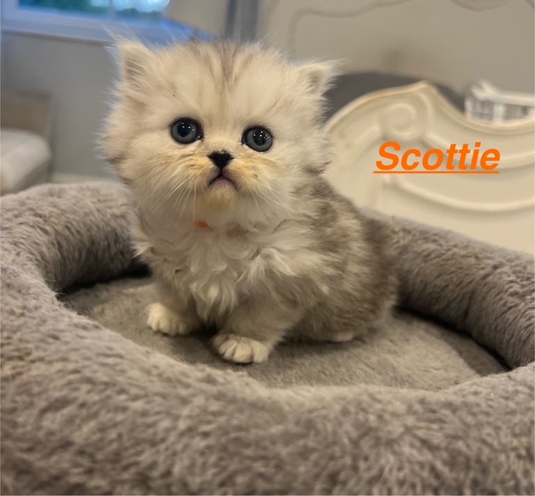 Gorgeous litter of 6 PKD Negative Persian kittens