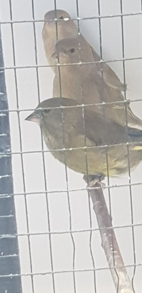 Birds for sale scotland