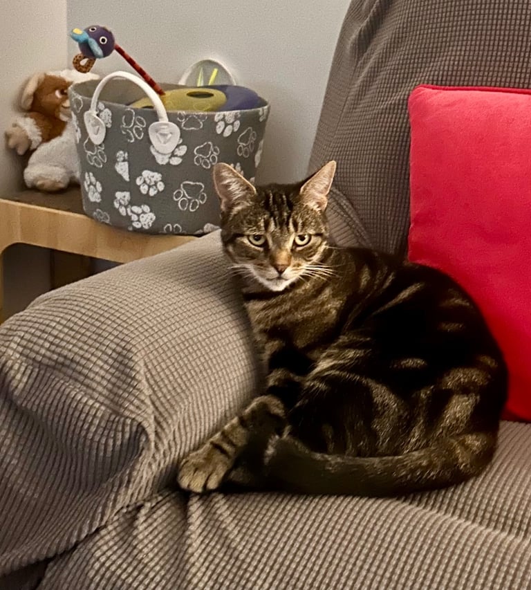 Missing cat Coleraine 