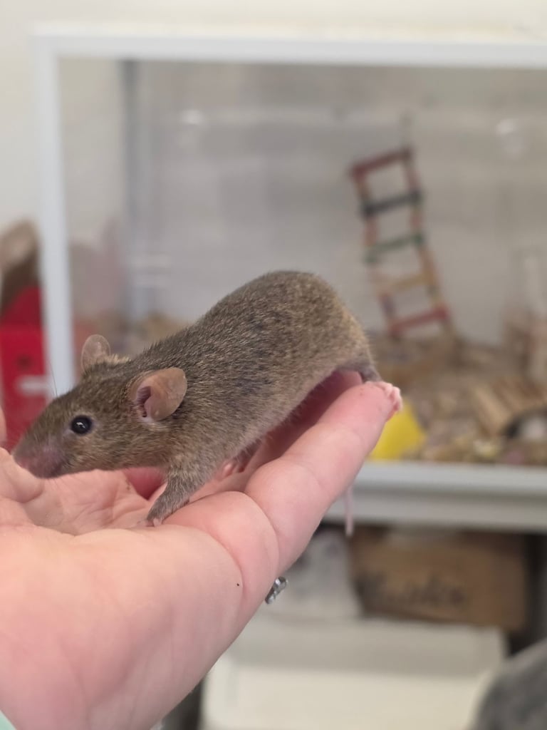 image for Fancy mice 