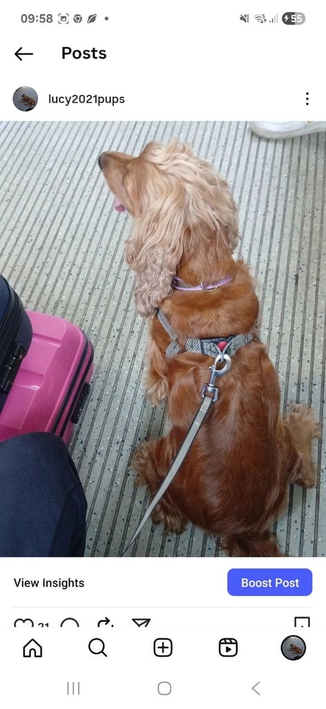 Cocker Spaniel puppies for sale