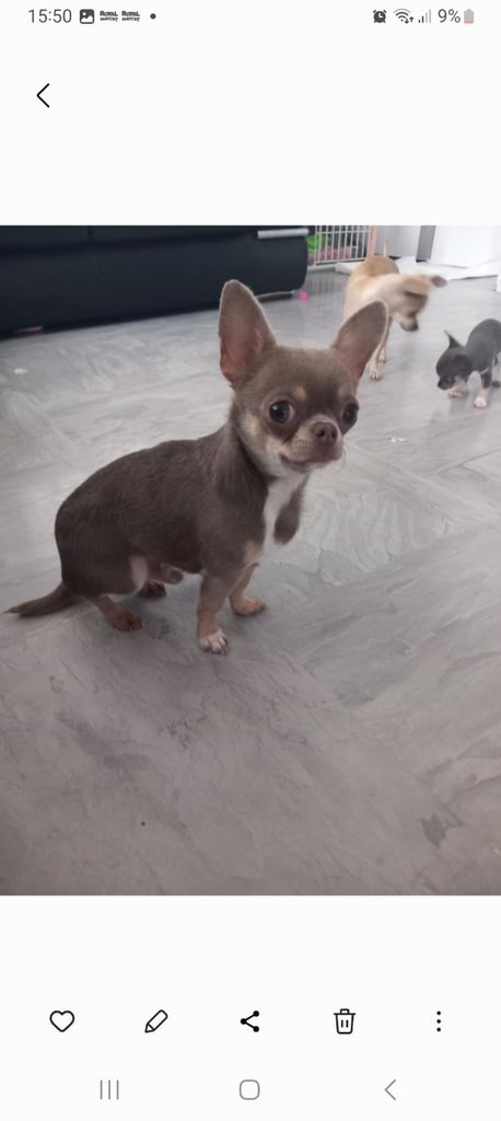 Chihuahua puppy Belfast (RESERVED)