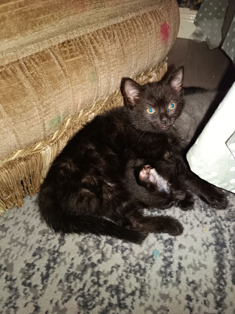 image for Two kitten 