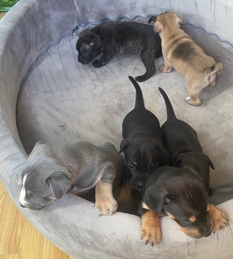 Staffy Puppies Brindle Black Boy London Staffordshire Bull Terrier Puppy