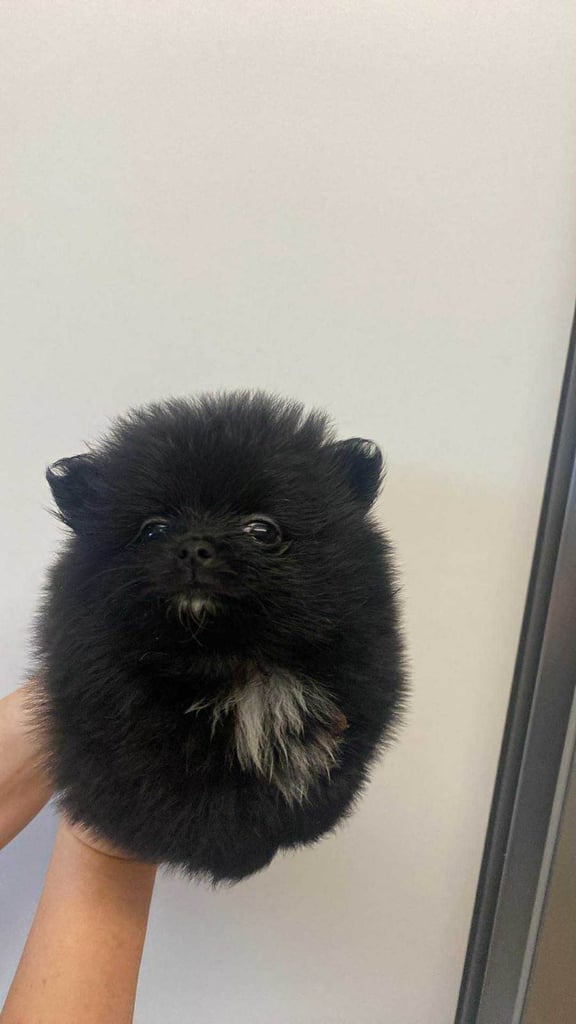 Pomeranian puppies - AVAILABLE 