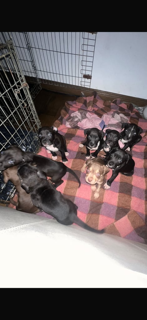 🏡 Gorgeous Cane Corso × Staffordshire Puppies Ready for Their Forever Homes! 🐾