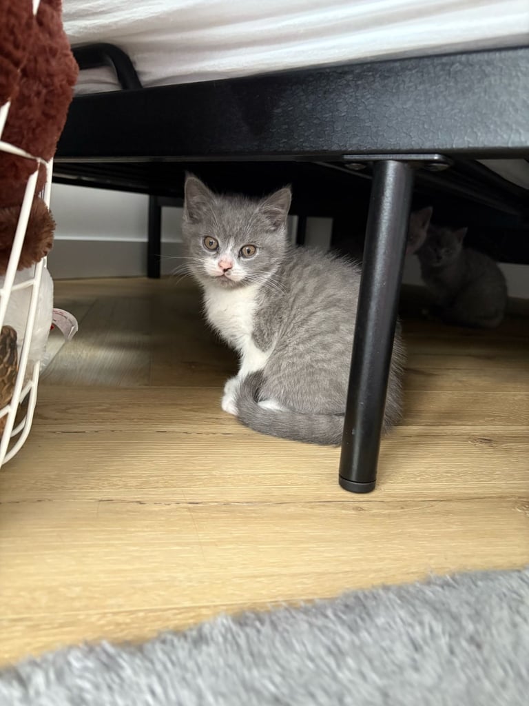 5 Kitties,British shorthair cross
