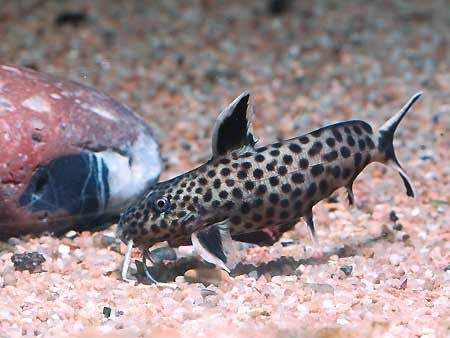 Malawi cichlids tropical fish and syndontis catfish 