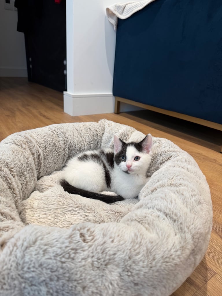 ADORABLE friendly male kitten 