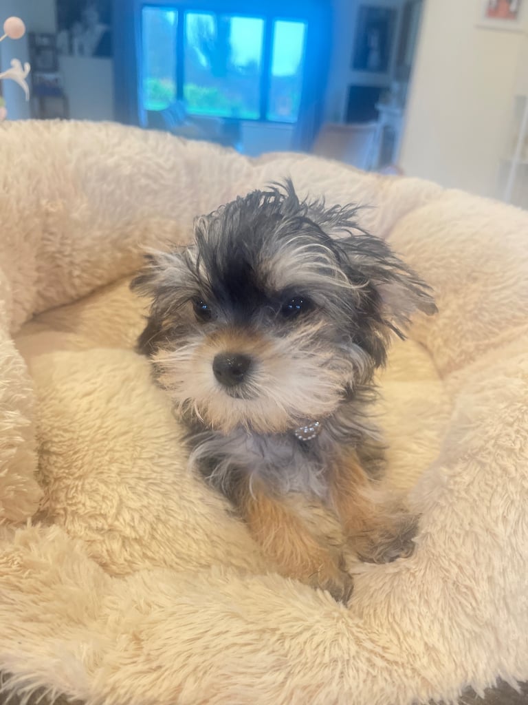 Yorkie female puppy 